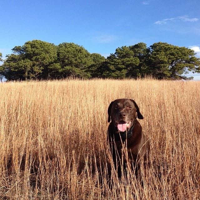 The Top Seven DogWalking Trails of Nantucket MA