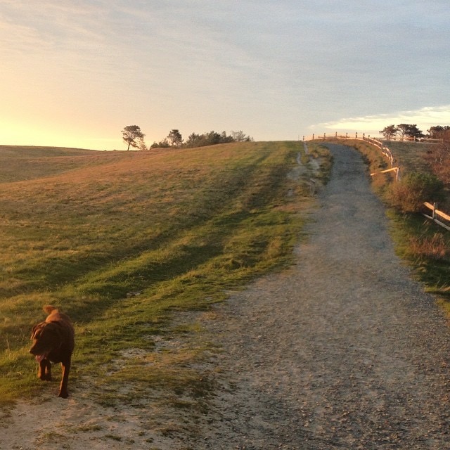 The Top Seven DogWalking Trails of Nantucket MA