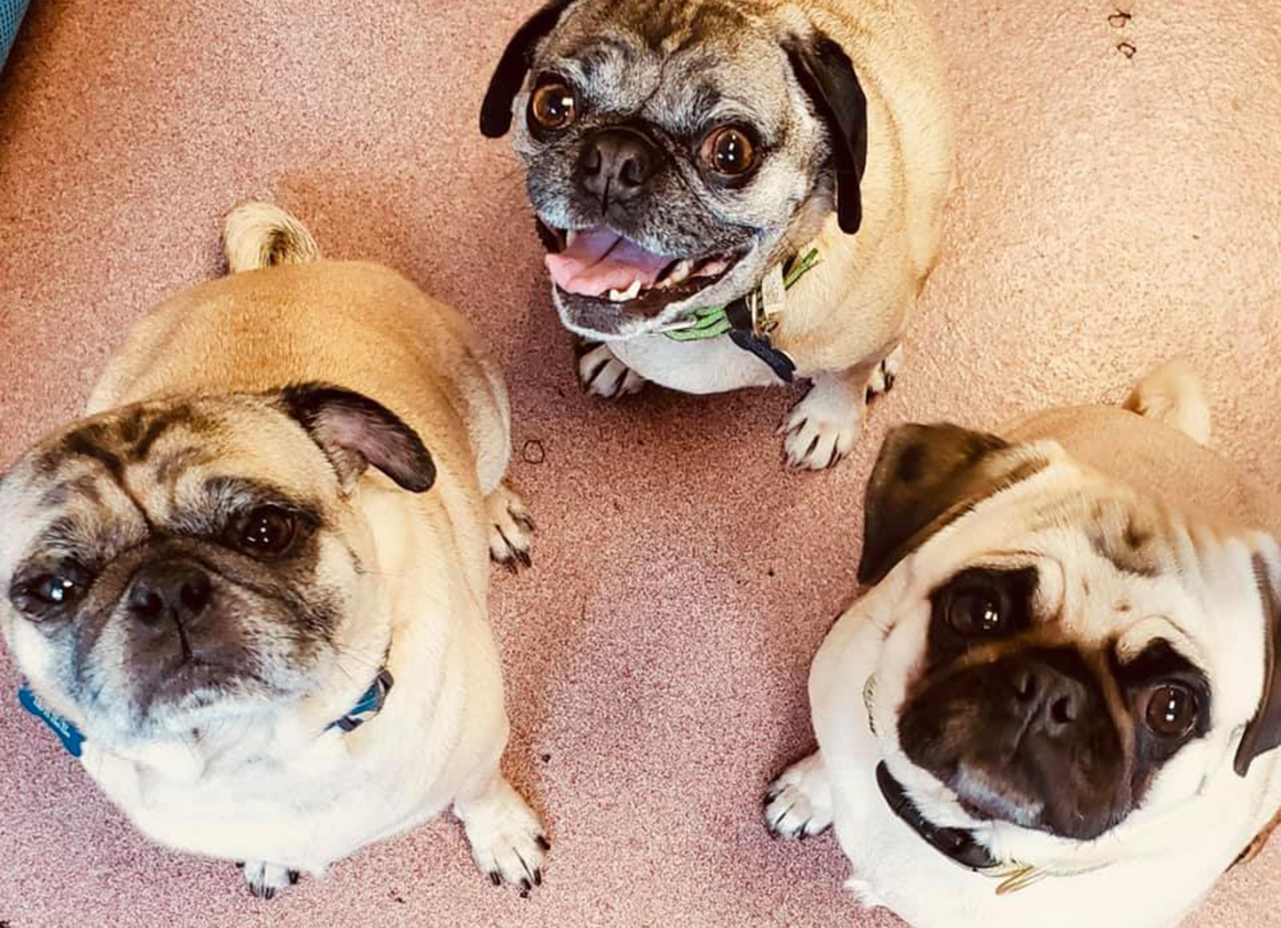 Fisher’s Friends Dog Daycare Grooming Spa & Pet Resort in WNY