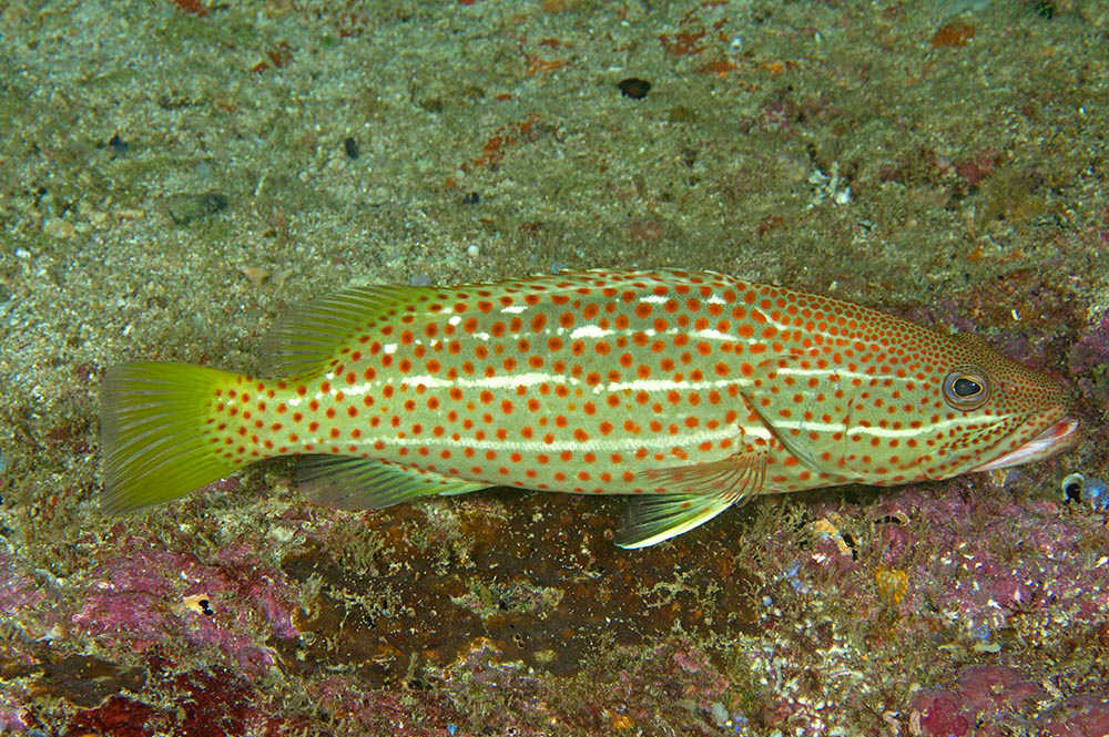 Anyperodon leucogrammicus