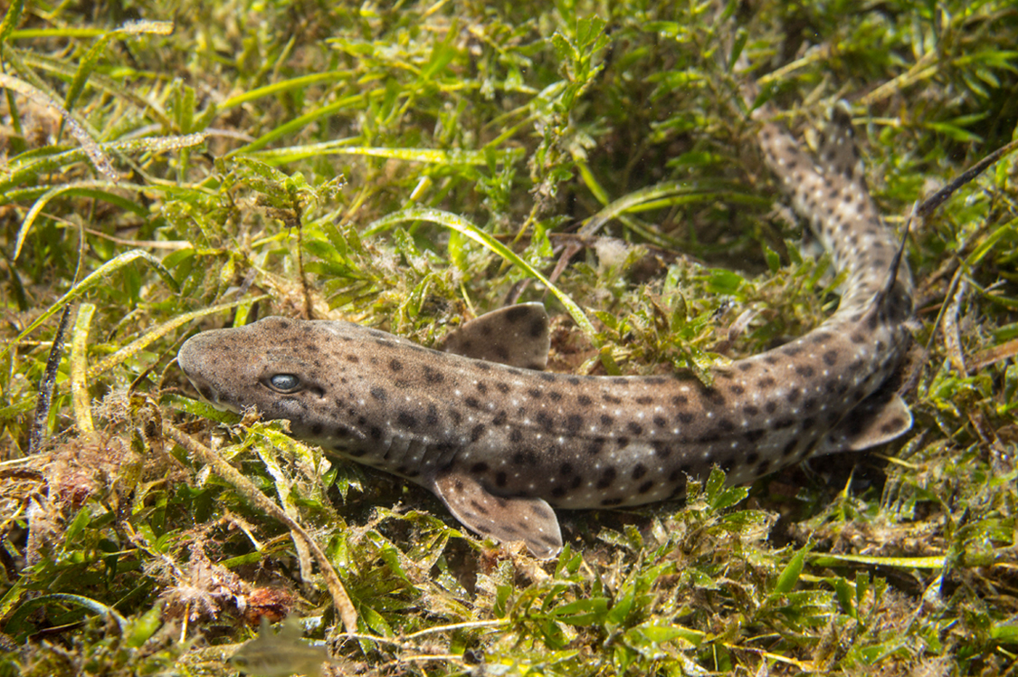 Aulohalaelurus labiosus