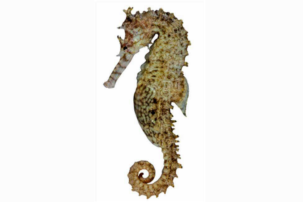 Hippocampus angustus