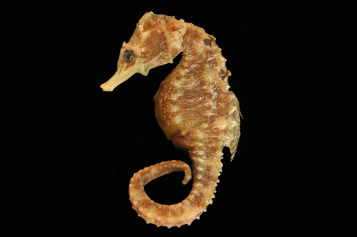 Hippocampus biocellatus