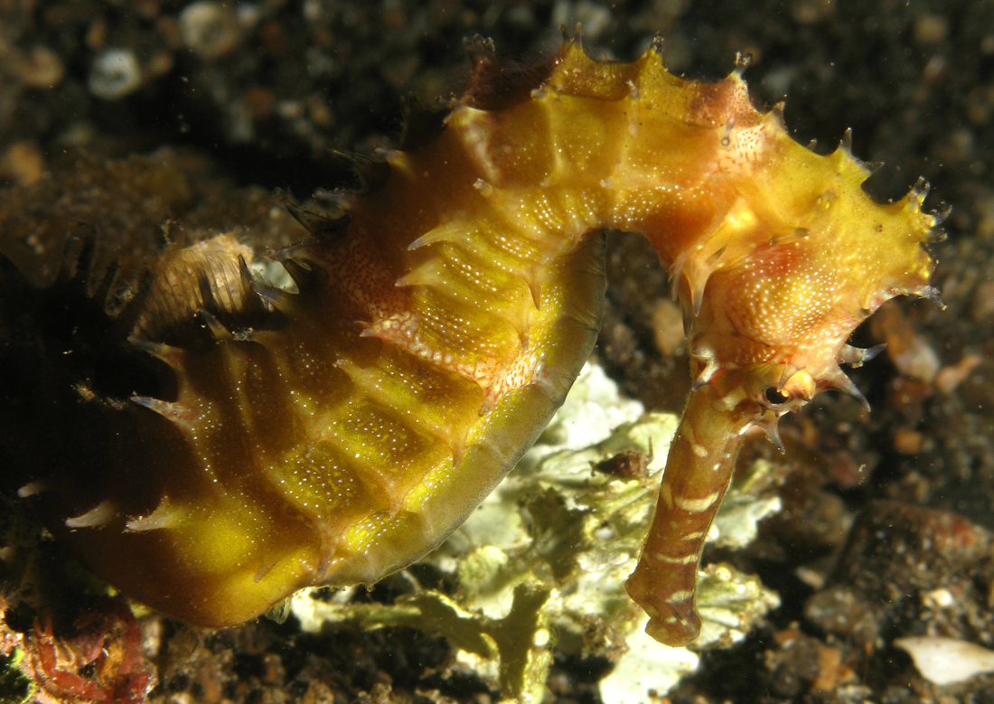 Hippocampus histrix