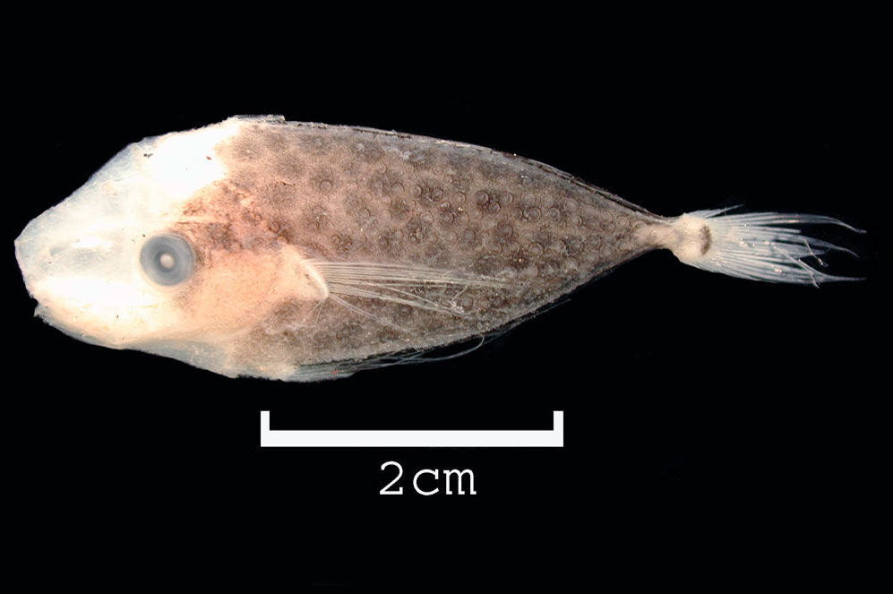 LUVARIDAE