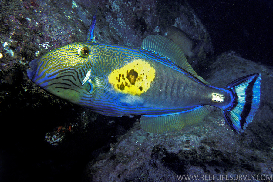 Meuschenia freycineti (900 x 600 Pixel)