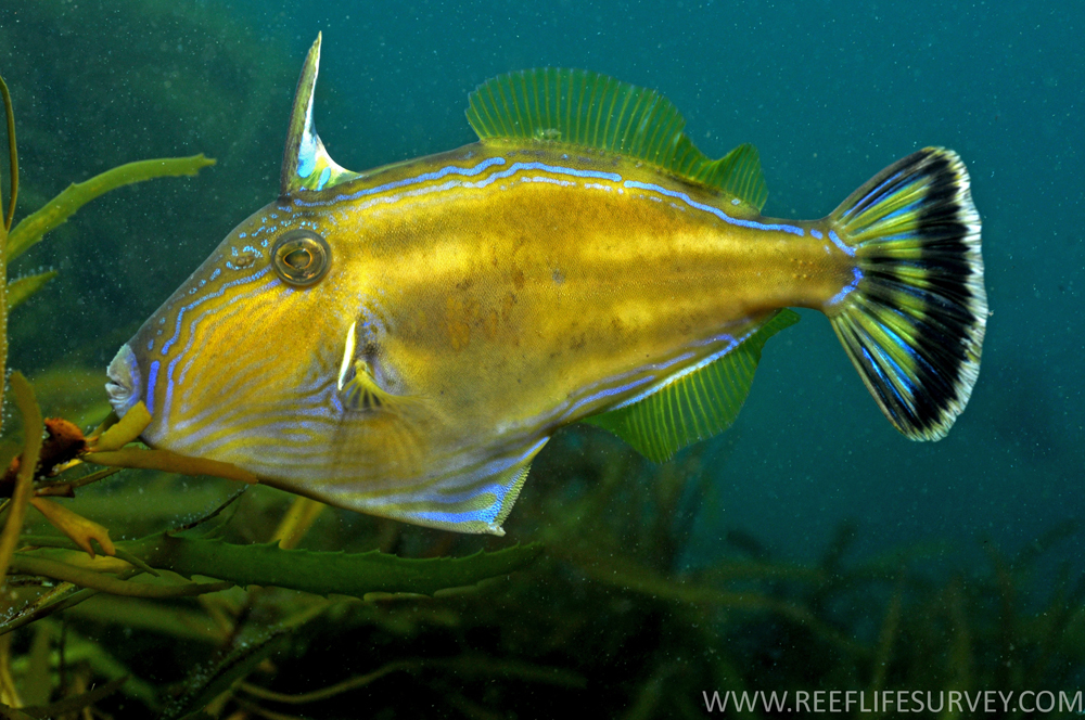Yellow Leather Jacket Fish - Cairoamani.com (1000 x 664 Pixel)
