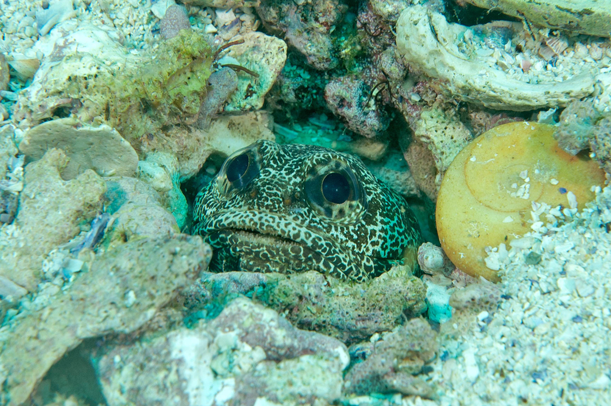 OPISTOGNATHIDAE