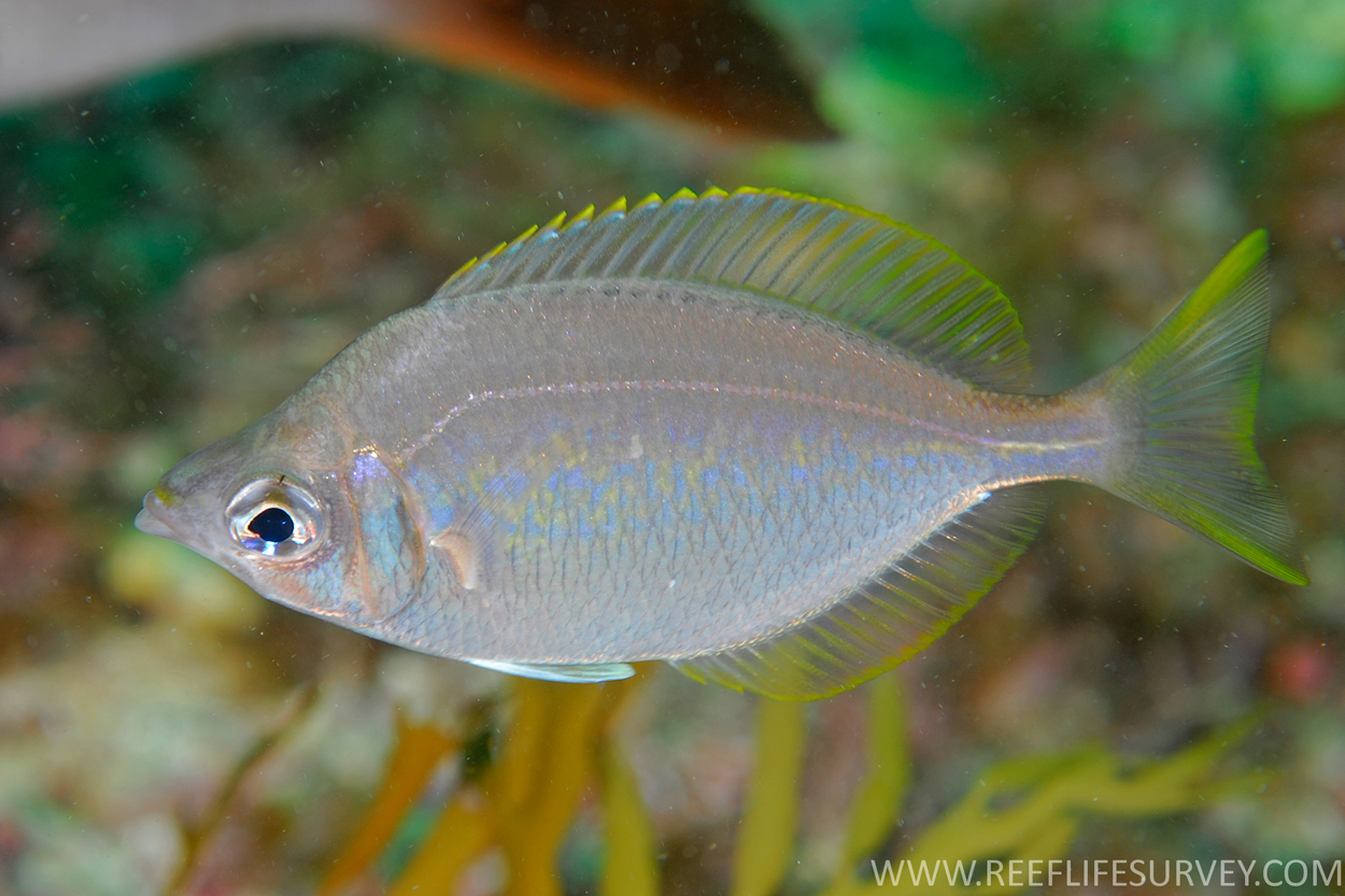 Parequula melbournensis