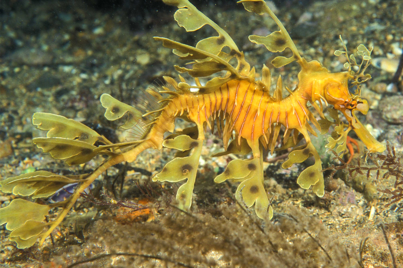 Dollzis Weedy Sea Dragon Taxonomy