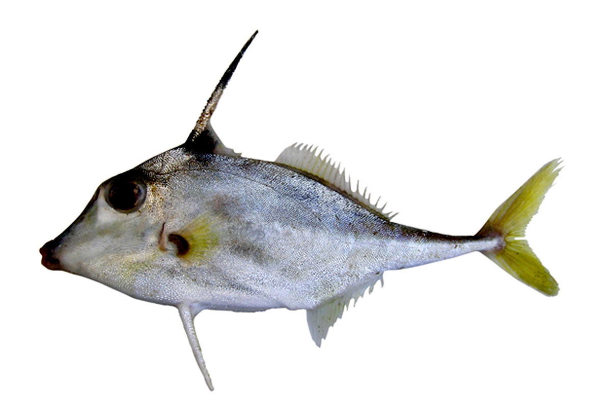 Tripodichthys angustifrons