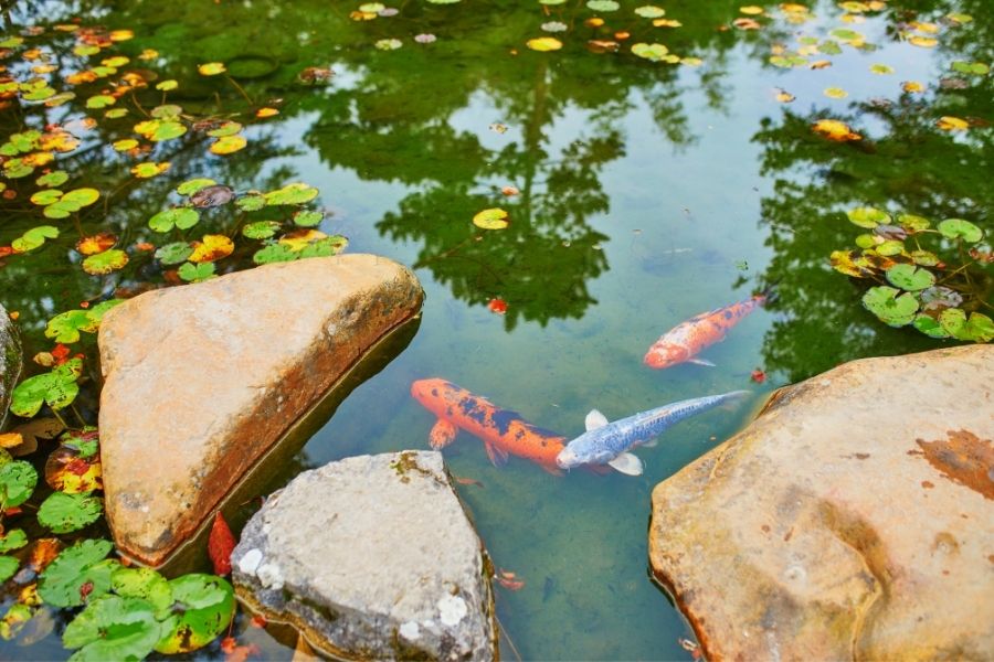 13 Tips For Keeping Fish Pond Clean (No.5 Is Exceptional)