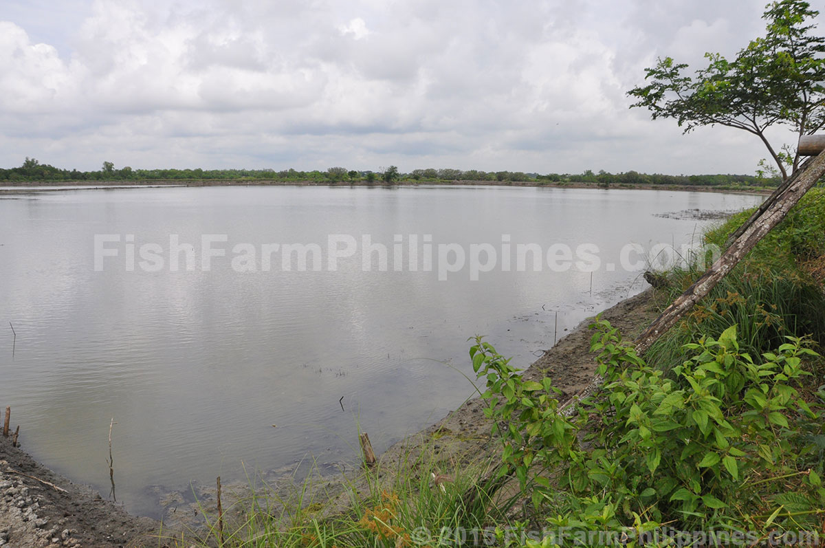 Fish Farm Philippines