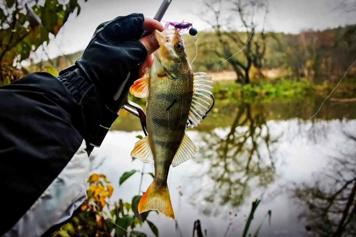 How To Set Up for Fishing Perch FishFinder HQ