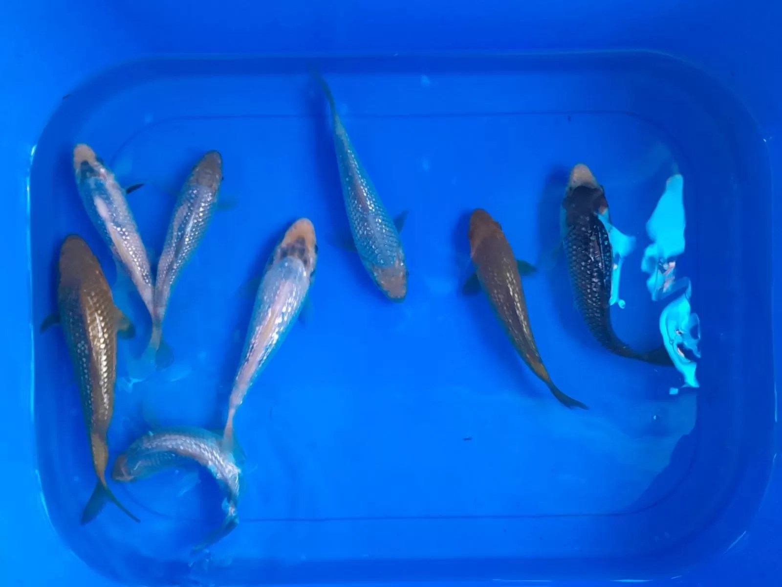 Koi Fish South Africa Top Quality Koi Fish Farm And Supplier.