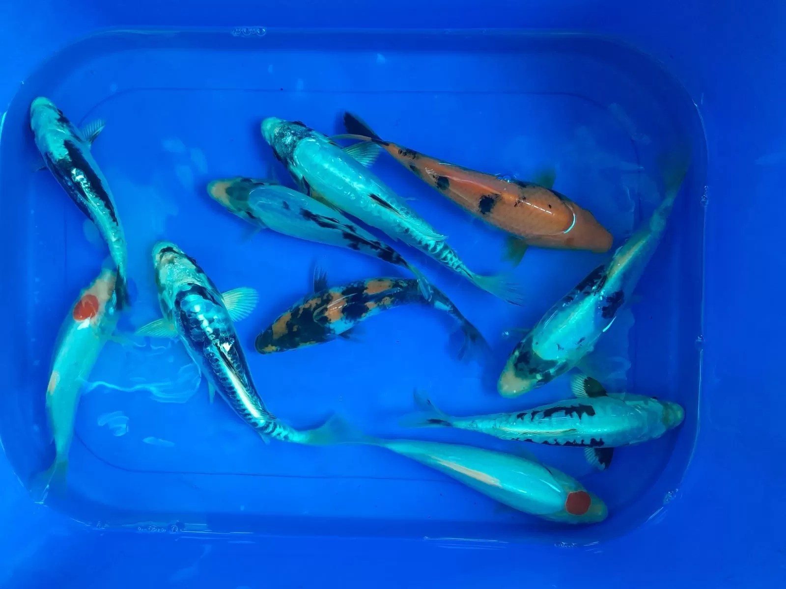 Koi Fish South Africa Top Quality Koi Fish Farm And Supplier.