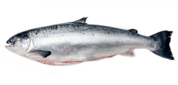 GSSI Recognises ASC Salmon Standard Fish Focus Aquaculture