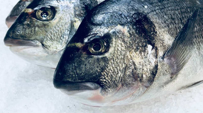 First Audits for New ASC Aquaculture Standard Aquaculture Fish Focus