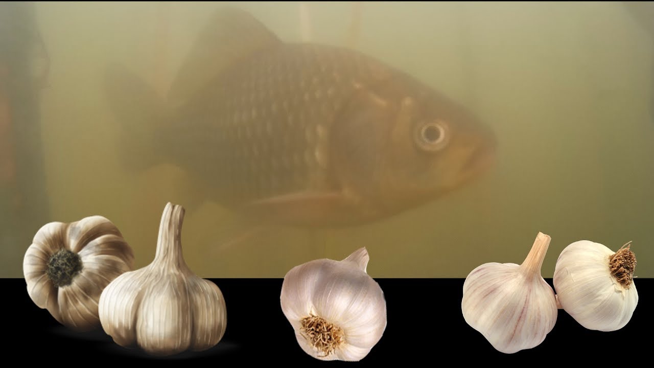 How to make carp fishing flavours? Recipes for preparing aromas with