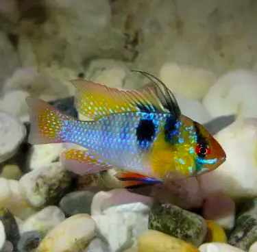 German Blue Ram – Fishgallery