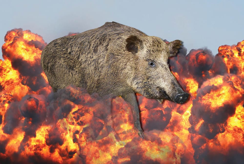'Bombs' for Pigs