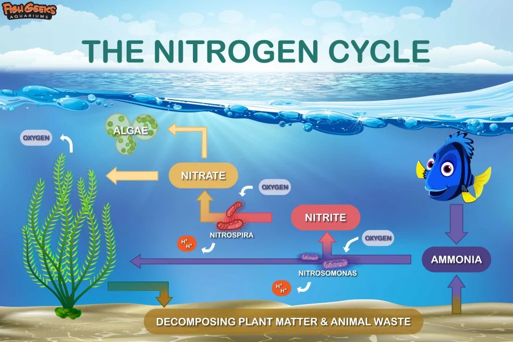 The Nitrogen Cycle & New Aquarium Syndrome Fish Geeks