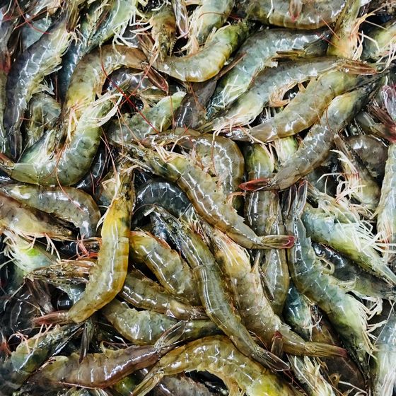 【永安蔡家】健康活力蝦1號(300g/包) 海鮮、水產宅配嚴選推薦｜鱻魚購
