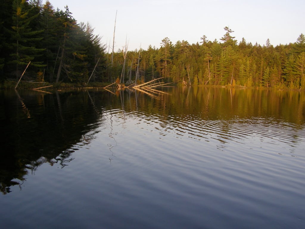 Maine Backcountry Trout Ponds Tracewski Fishing Adventures