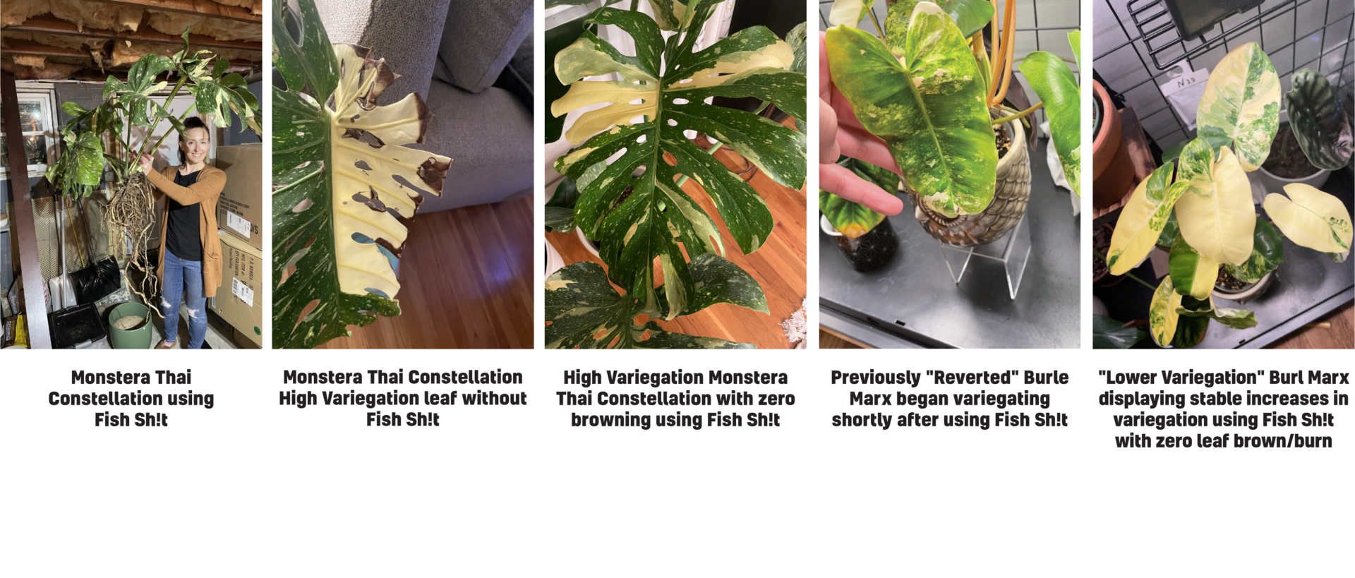 HOUSE PLANTS Fish Head Farms