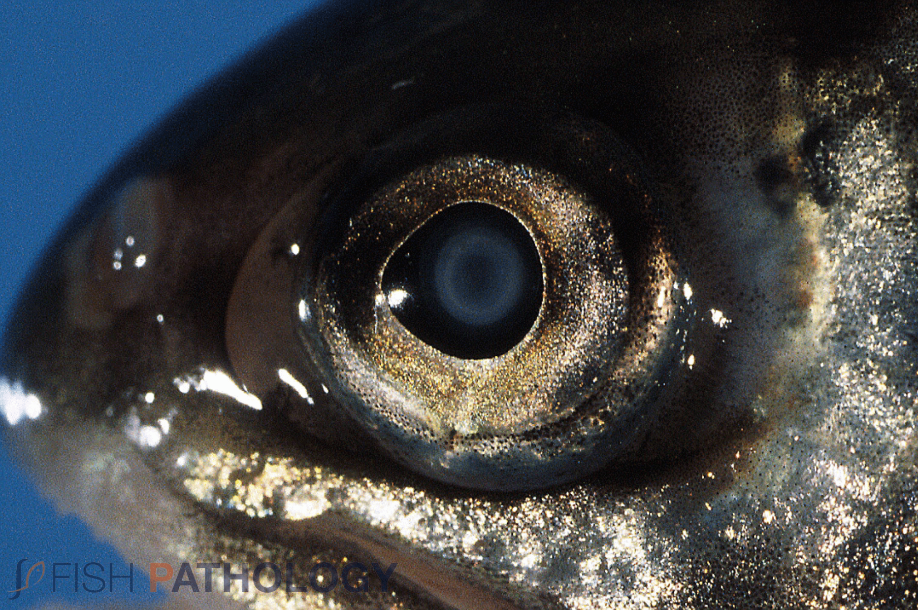 Cataracts in Fish Gross Pathology and Histopathology Fish Pathology