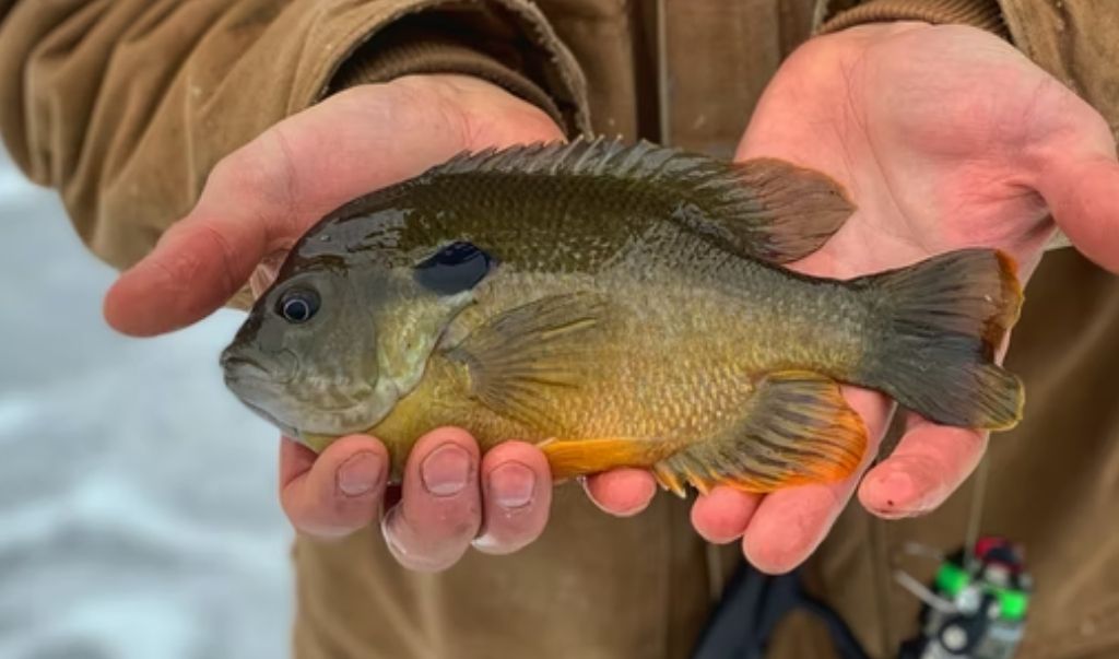 Changes Coming To New York State Crappie and Sunfish Regulations Fish Hudson Valley