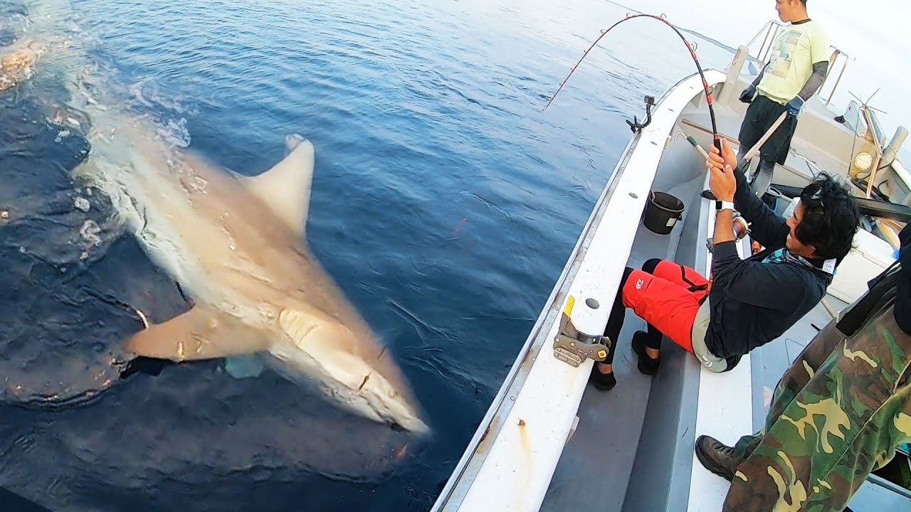 【超巨大サメを釣る・前編】釣り終了間際に着底させた仕掛けに200kg越えのサメが食いついた…!?【ハイサイ探偵団】 無料釣り動画TV