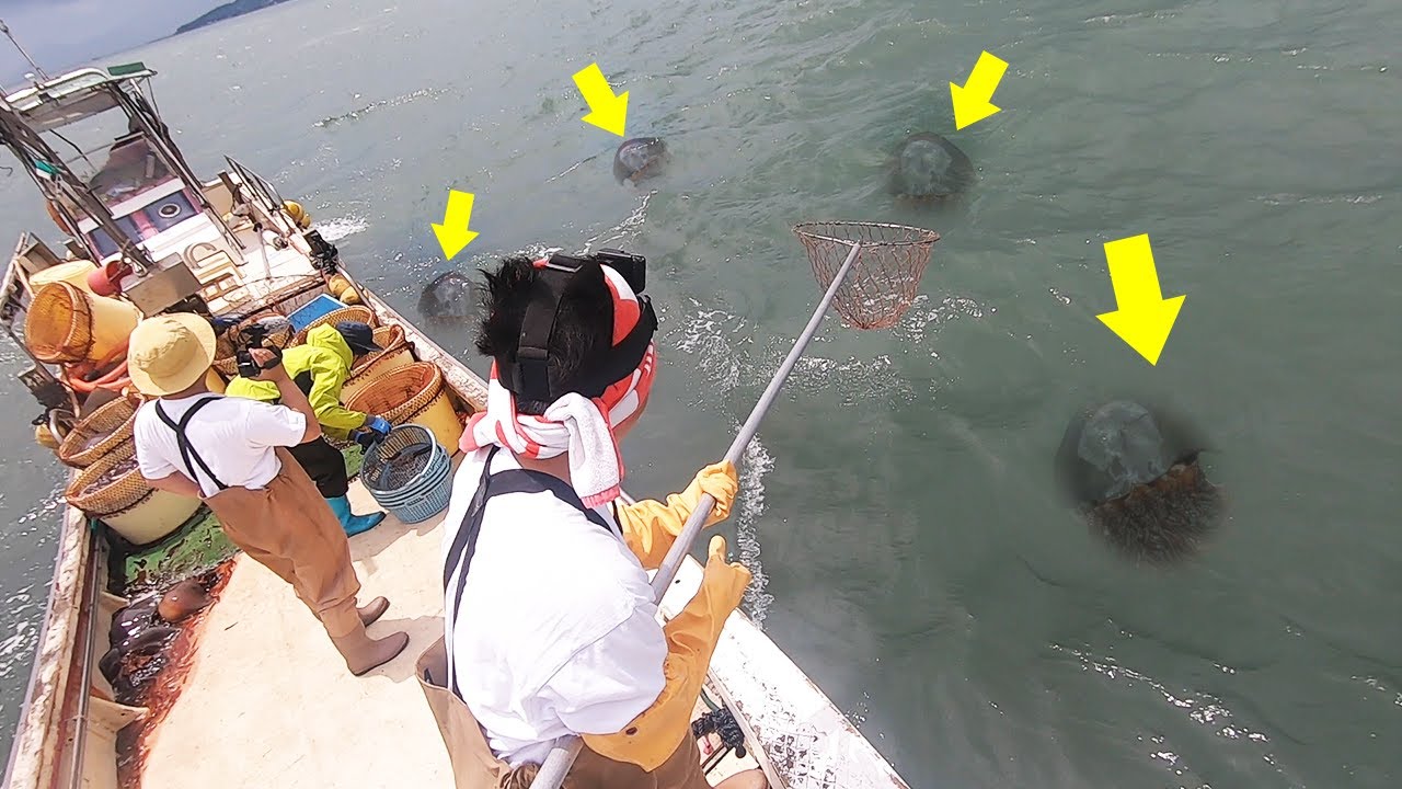 【超巨大クラゲ】有明海のとんでもない漁が凄かった！【釣りいろは】 釣り動画TV