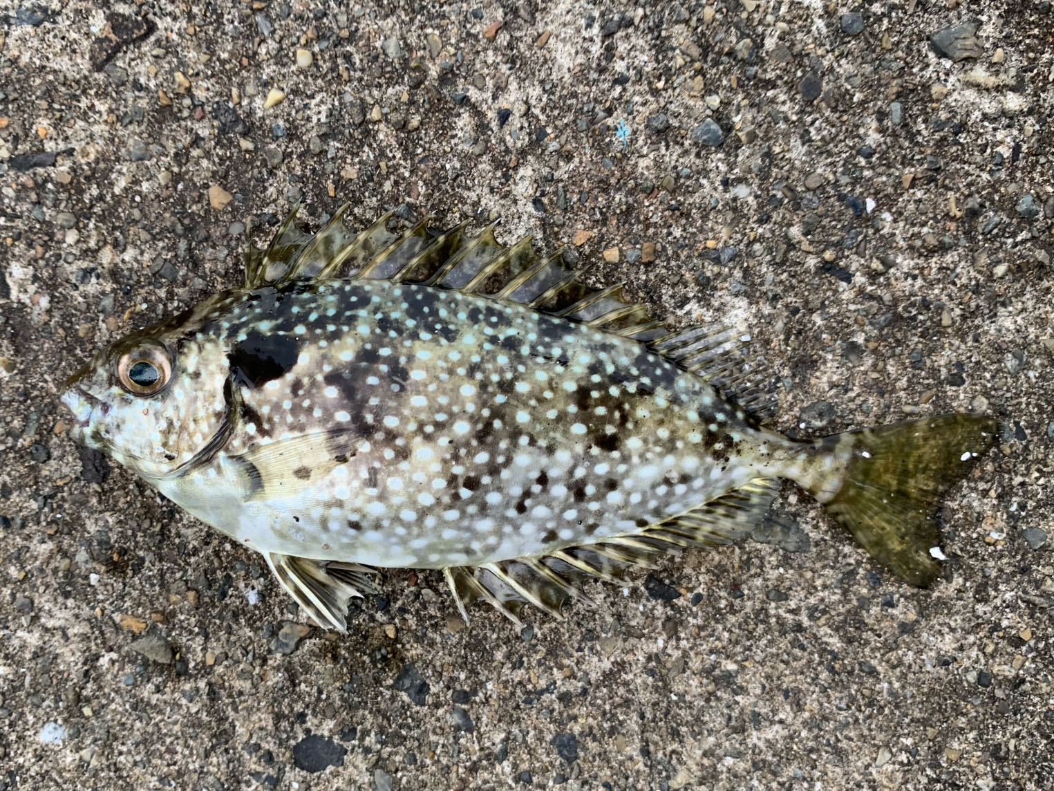 アイゴの釣り方、仕掛け、捌き方など、図解や参考動画のご紹介、おすすめ料理もご紹介！伊豆の釣果速報、おすすめ釣りスポットを詳しく写真で紹介