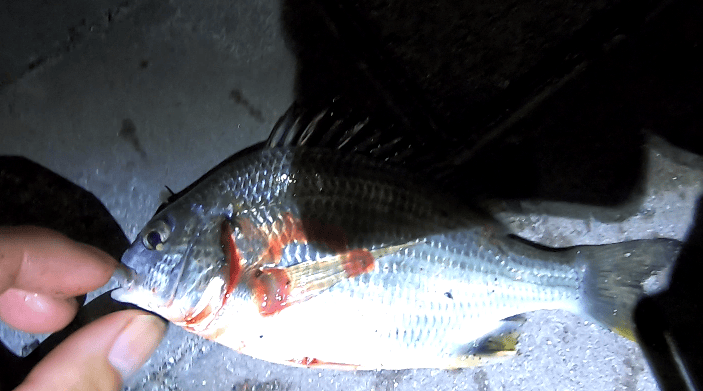 【有明北緑道公園釣り】キビレとセイゴの釣果【雨が凌げる釣り場】 ツリラボ