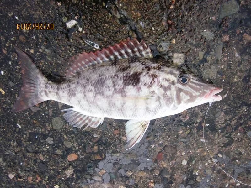 Emperor (Bitilya) Fishing The Philippines