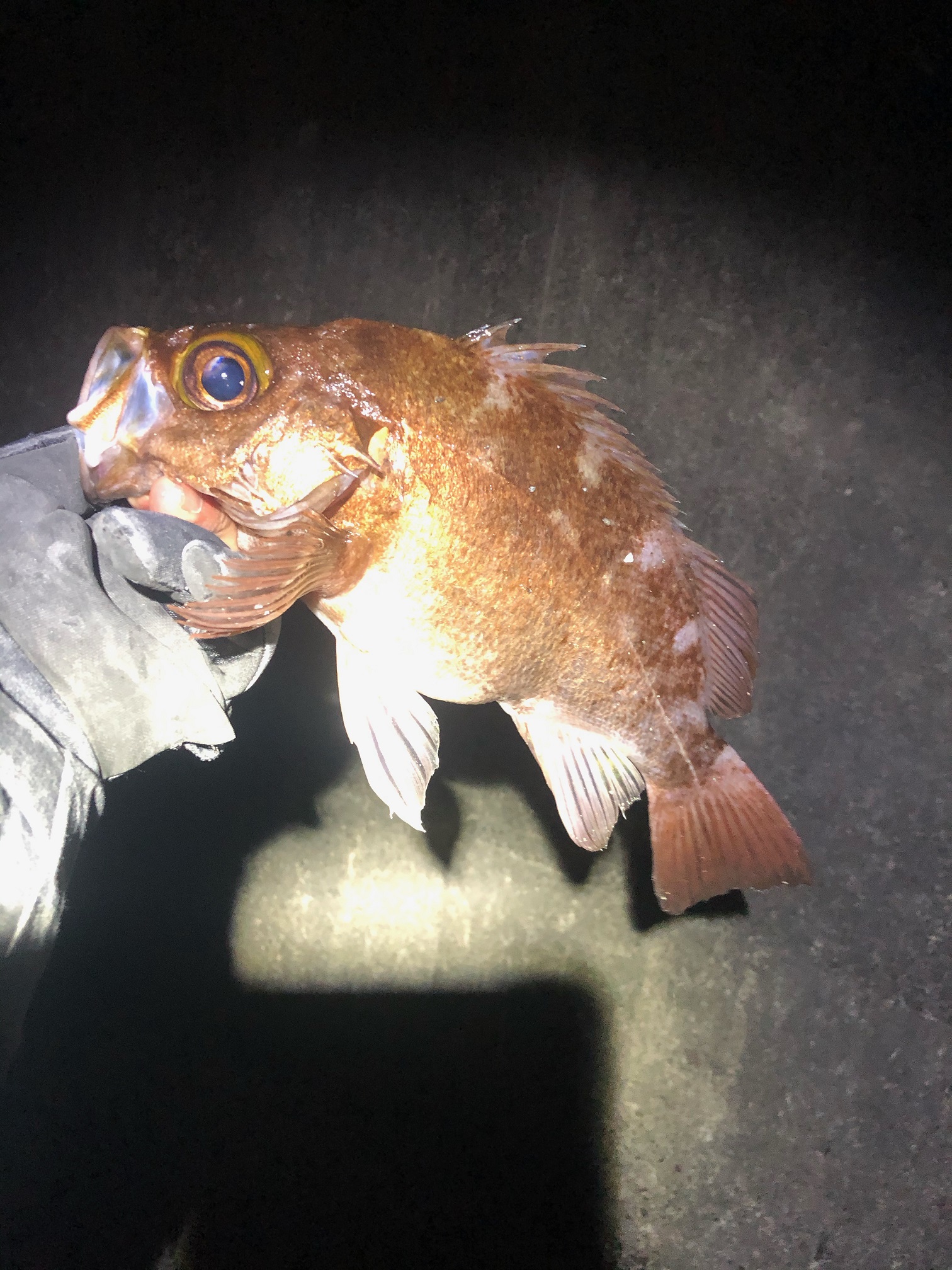 用宗港 1投目で尺メバルが釣れました！ フィッシング遊