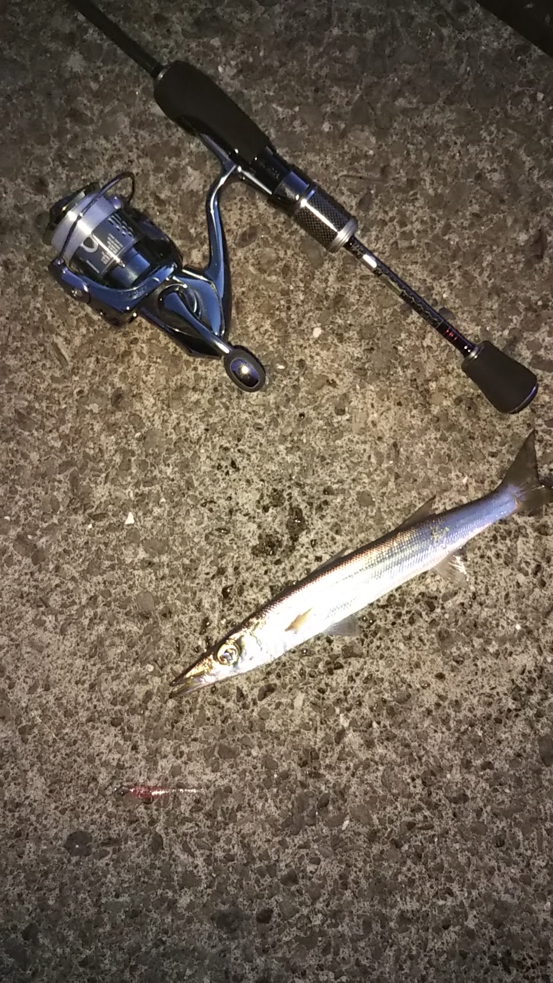 清水港ライトゲームカマス フィッシング遊