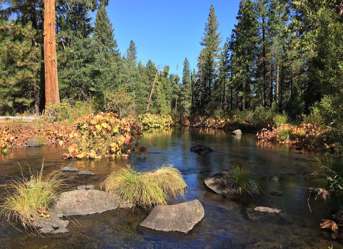 McCloud River Redband The Water’s Edge