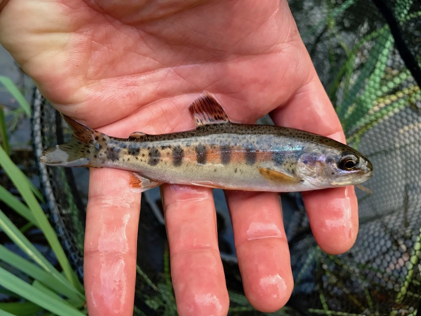 Goose Lake Redband The Water’s Edge