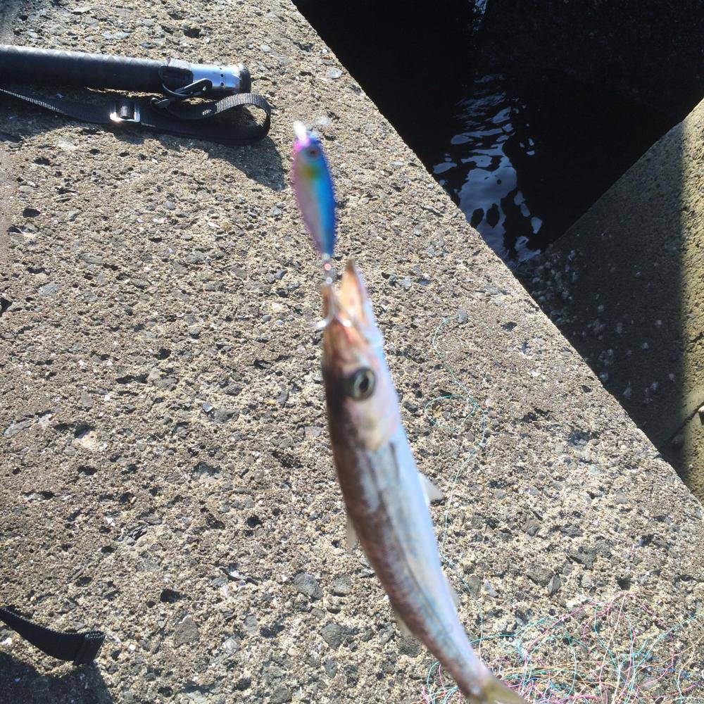 マイクロジギング 和歌山県 和歌浦漁港 ショアジギング エソ 陸っぱり 釣り・魚釣り 釣果情報サイト カンパリ