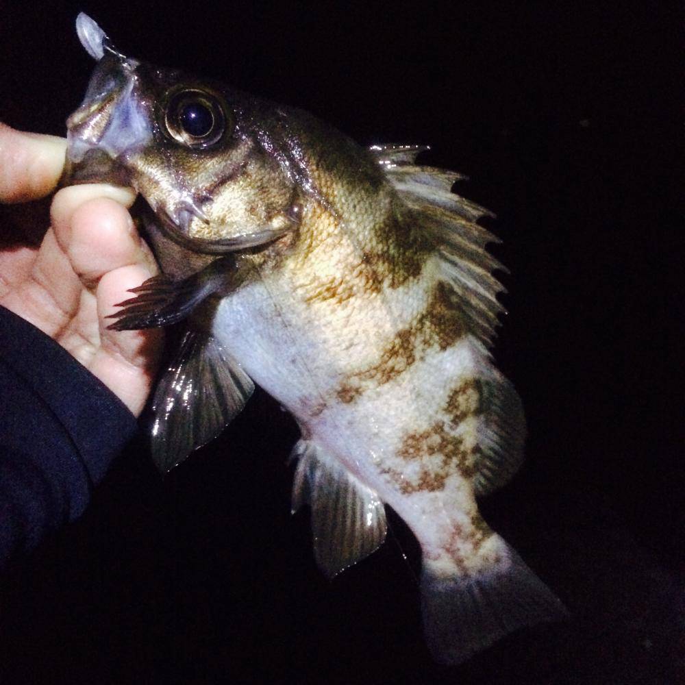 [最新] 釣り メバル 時期 342795メバル カサゴ 釣り 時期 Jozirasutoc8pg