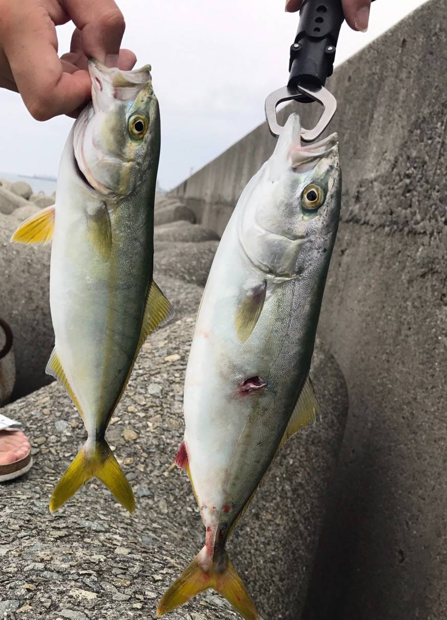 新鮮なショアジギング 時期 すべての魚の画像