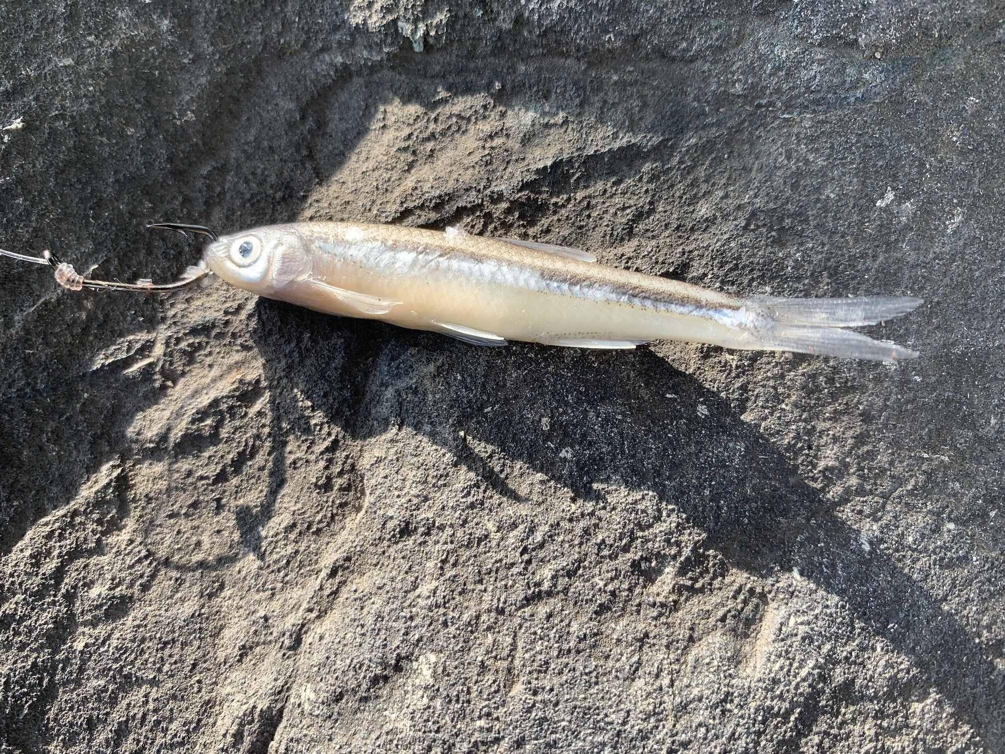 How To Hook A Minnow Fishing At Work