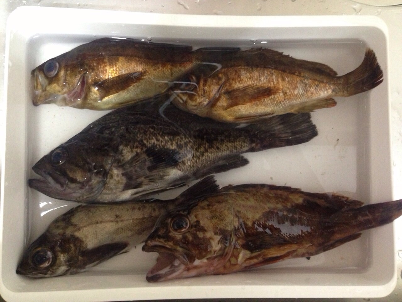 [最も共有された！ √] ラパラ cd3 メバル 242708ラパラ cd3 メバル yanginisae