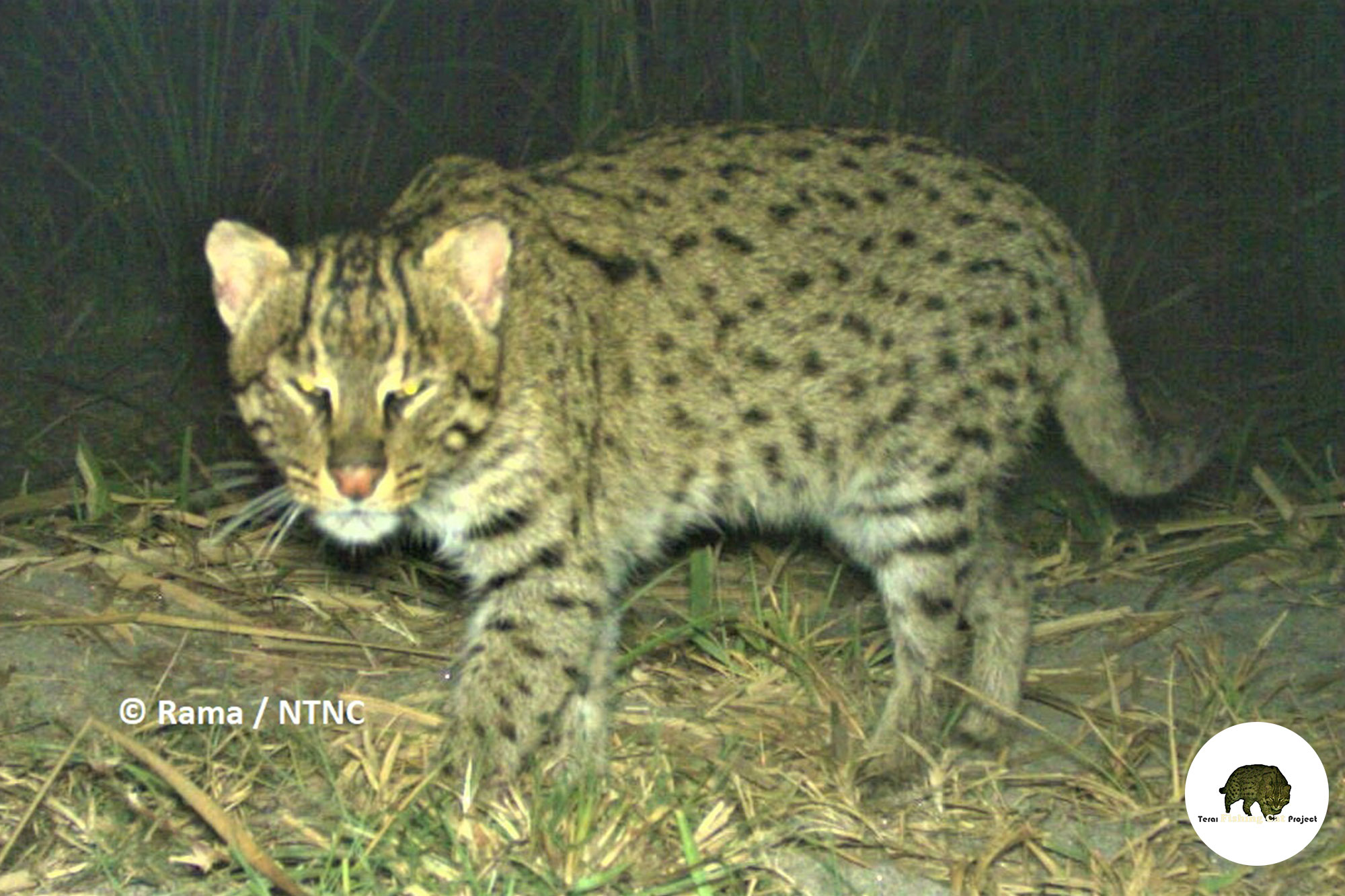 Terai Fishing Cat Project Fishing Cat Conservation Alliance