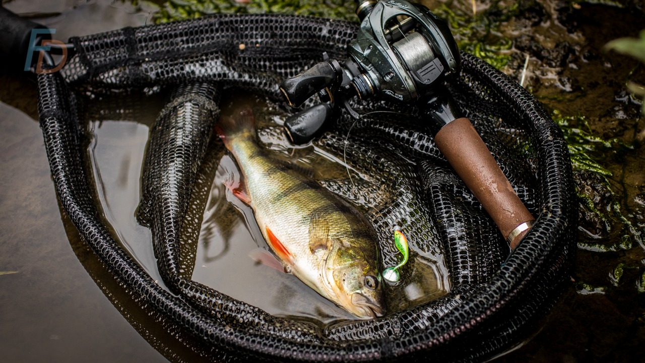 How to Rig Live Baits for Spinning Fishing Pro Tips Revealed