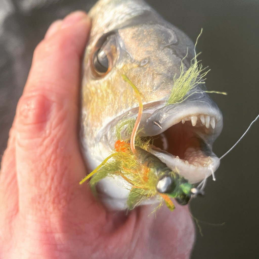 Fly fishing for bream FISHINGFABLES