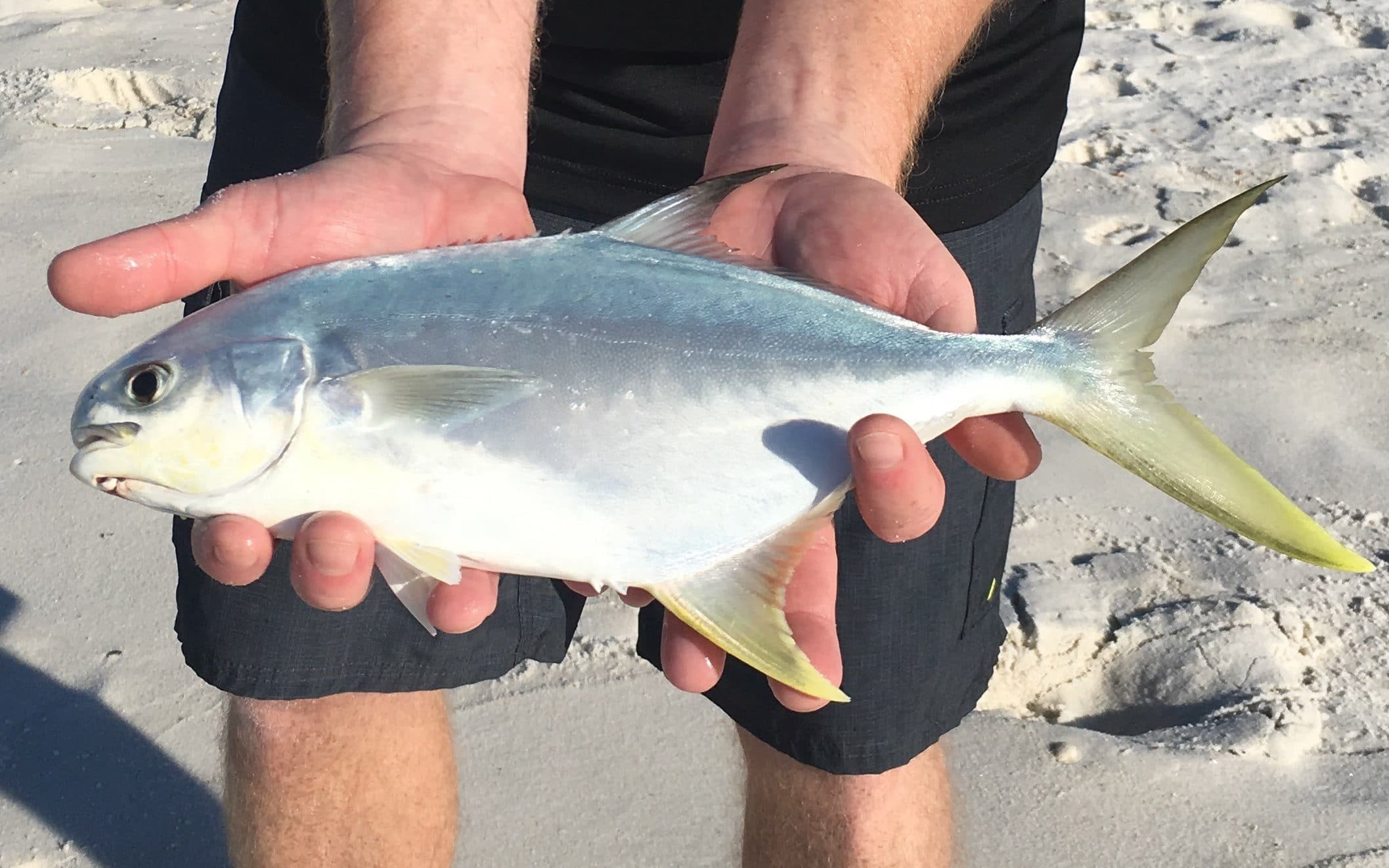 The 6 Most Popular Surf Fishing Species Fishing Fanatiks