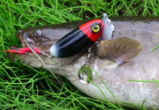 ぜいたくナマズ の 釣り 方 すべての魚の画像